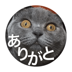 cats.2