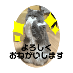 chii_20250408111150