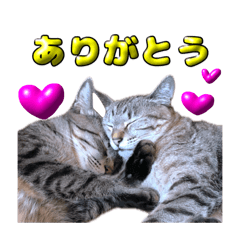 KOKO_20250408131406