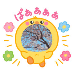 Ringo_20250408202214