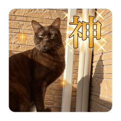 piyo_20250408170936