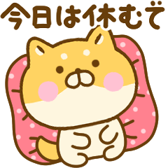 YuruShibainu not motivated kansai