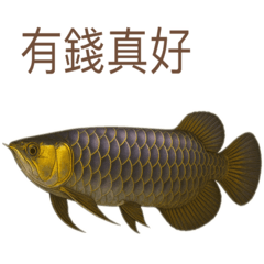 龍魚圖鑑