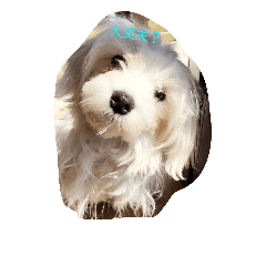 Call for Maltese!