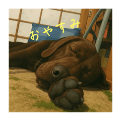 choco_20250408232653