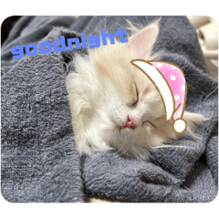 shiho_20250408224113