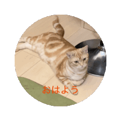 cat_20250409084207
