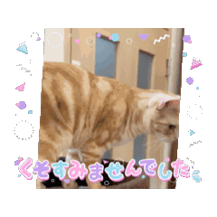 cat_20250409080102