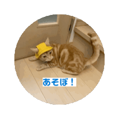 cat_20250409082216