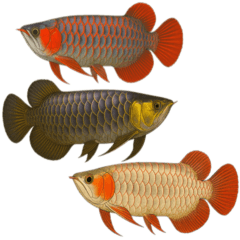 龍魚圖鑑(無文字版)