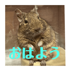 Degu stamps