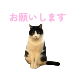 mao_20250409024924