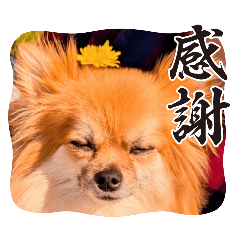 ami_20250409133427