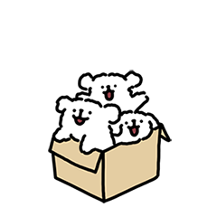 Maltese puppy life7