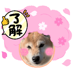 mei_20250409145757