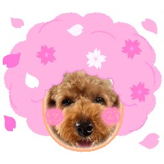 team_reo