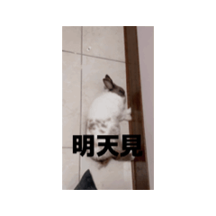 不要兔