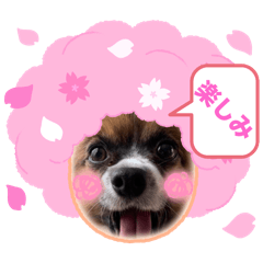 MIMI_20250409180914