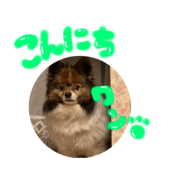 tanuki_20250409181241