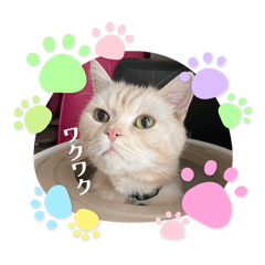 maple_20250409215936