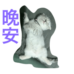 cat elvis