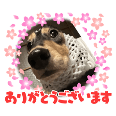 happy_20250410111017