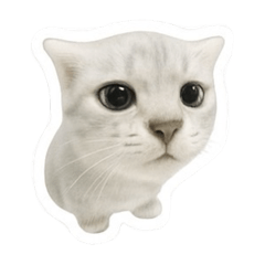 (Confused Cat)