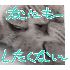 maron_20250409212709