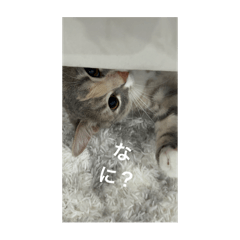 Yuumi_20250409122857