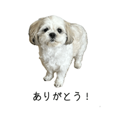 POM_20250410080611