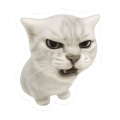 cutecatcatcute