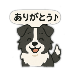 もふもふなボーダーコリー