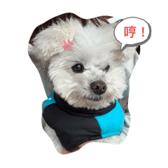 我們一家都是豬之小豬仔