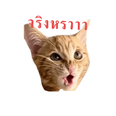 Apinya_20250406230210