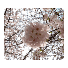 櫻花動態貼圖