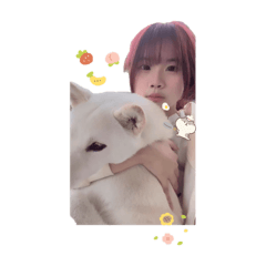 可愛白柴萌寵貼圖！