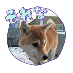 nori_20250410174311