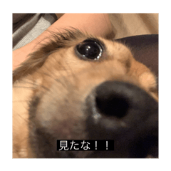 yuki1539868