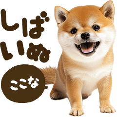 Shibainu mix [Kokona]