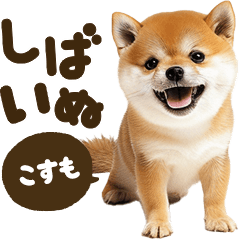 Shibainu mix [Kosumo]