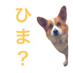 Corgi sticker peco