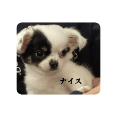 sachi_20250410165803