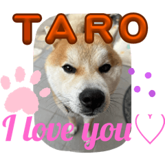Taro_20250410143622