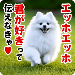 Running! White Pomeranian