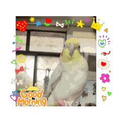 玄鳳鸚鵡 妮妮動畫貼圖