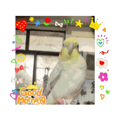 玄鳳鸚鵡妮妮動畫貼圖