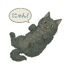 Main coon gray cat1
