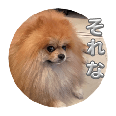 cute Japanese Pomeranian
