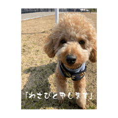 Scotch_20250411000640