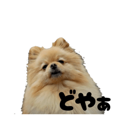 ponsukeW